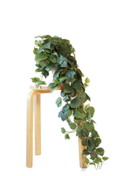 Retrograde Pothos hojas verdes brillantes para decoración estética del hogar