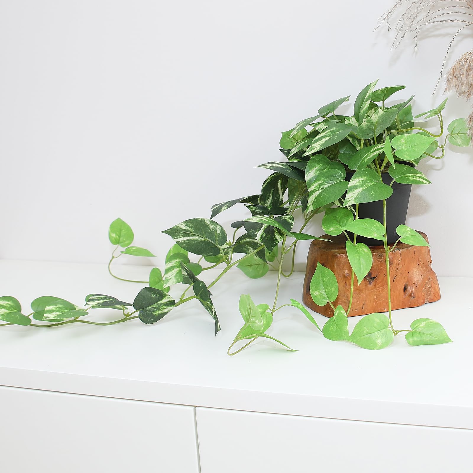 Alyptus Pothos colgante ideal para baño u oficina sin mantenimiento.