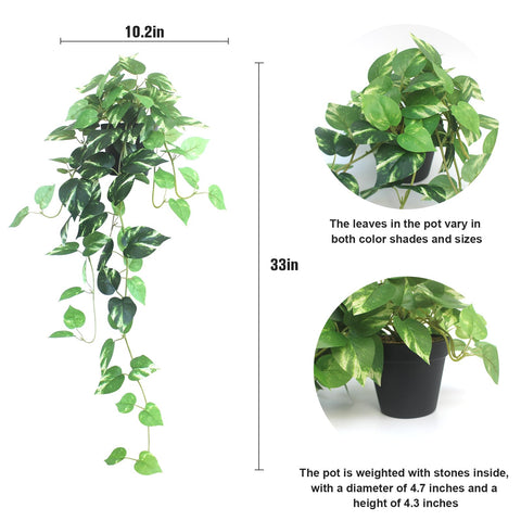 Alyptus Pothos colgante en maceta para espacios interiores modernos.