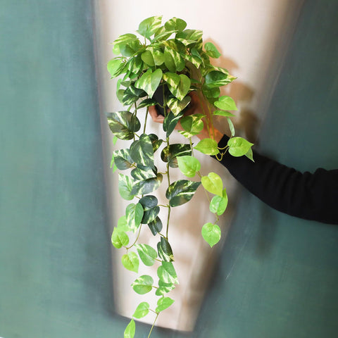 Alyptus Pothos conjunto cómodo para moverse y cambiar de ambiente.