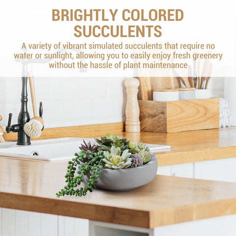 MyGift suculentas-mini-en-plato-gris-concreto, decoración rápida y sin mantenimiento.